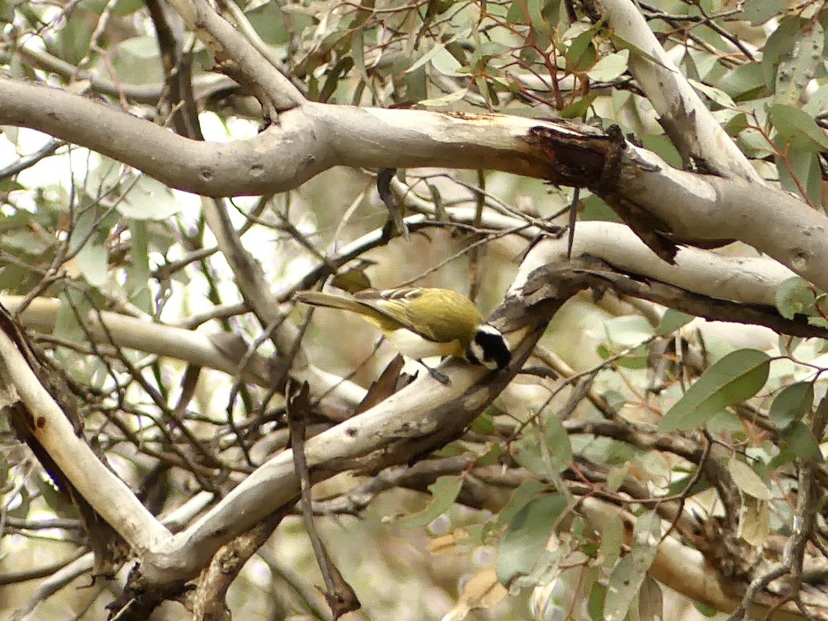 Western Shrike-tit - ML641960771