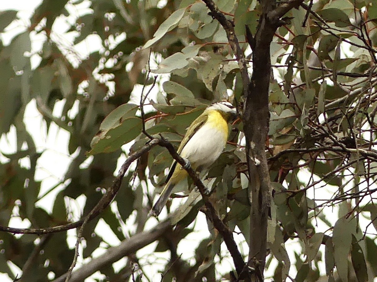 Western Shrike-tit - ML641960772