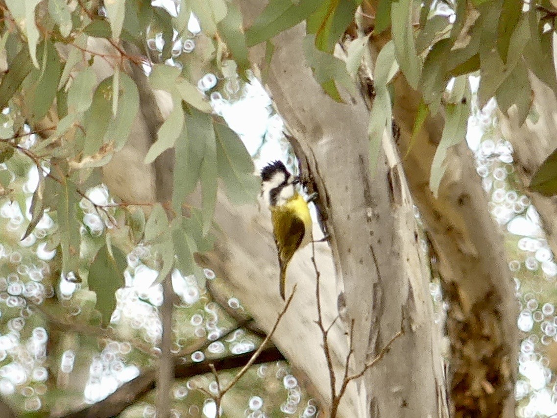 Western Shrike-tit - ML641960774