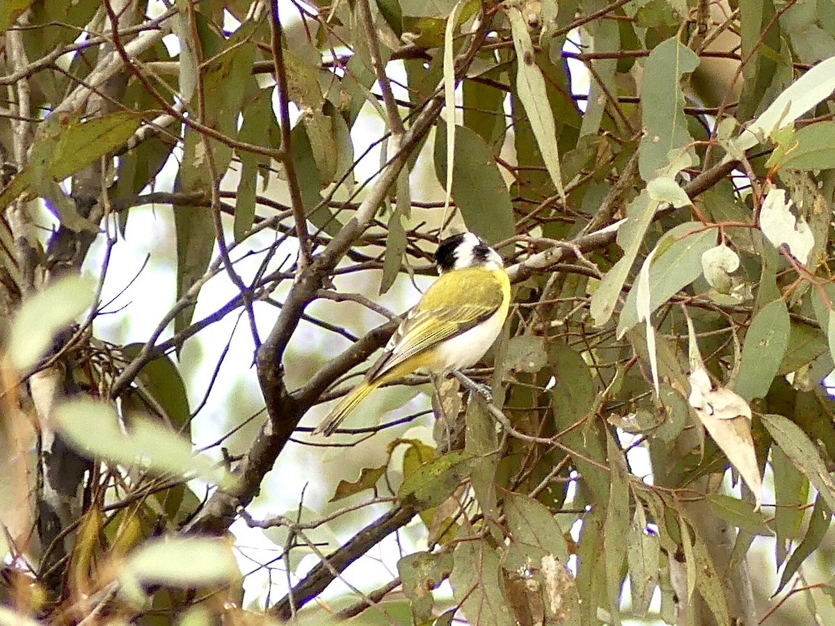 Western Shrike-tit - ML641960775