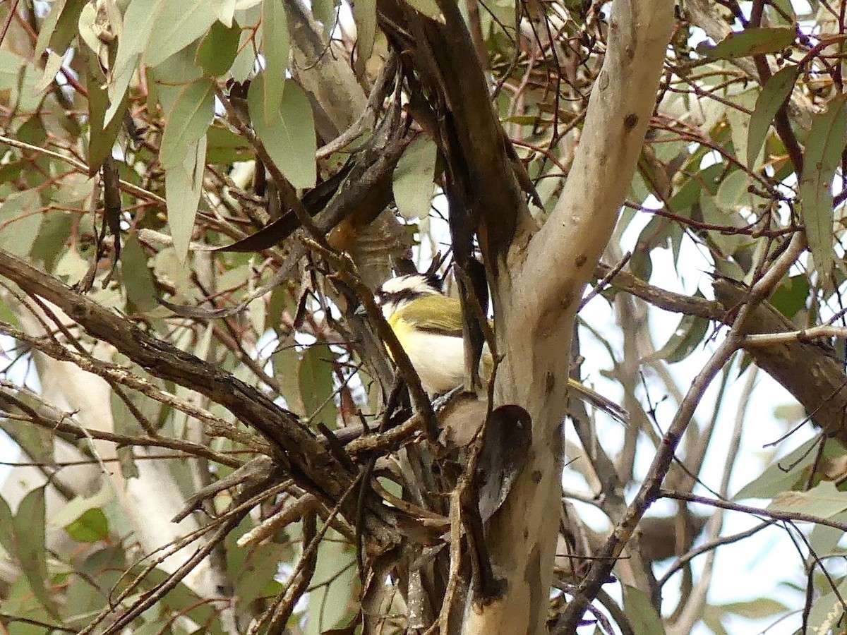 Western Shrike-tit - ML641960776