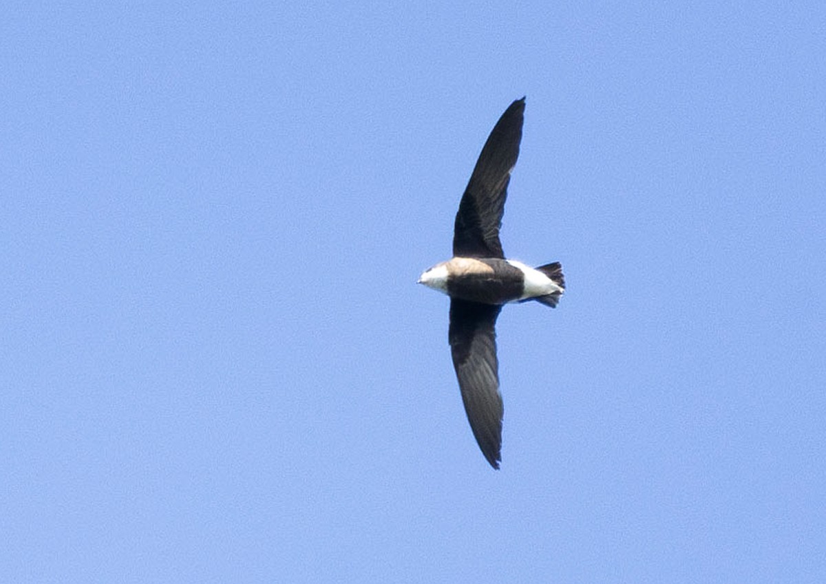 White-throated Needletail (White-lored) - ML641960788