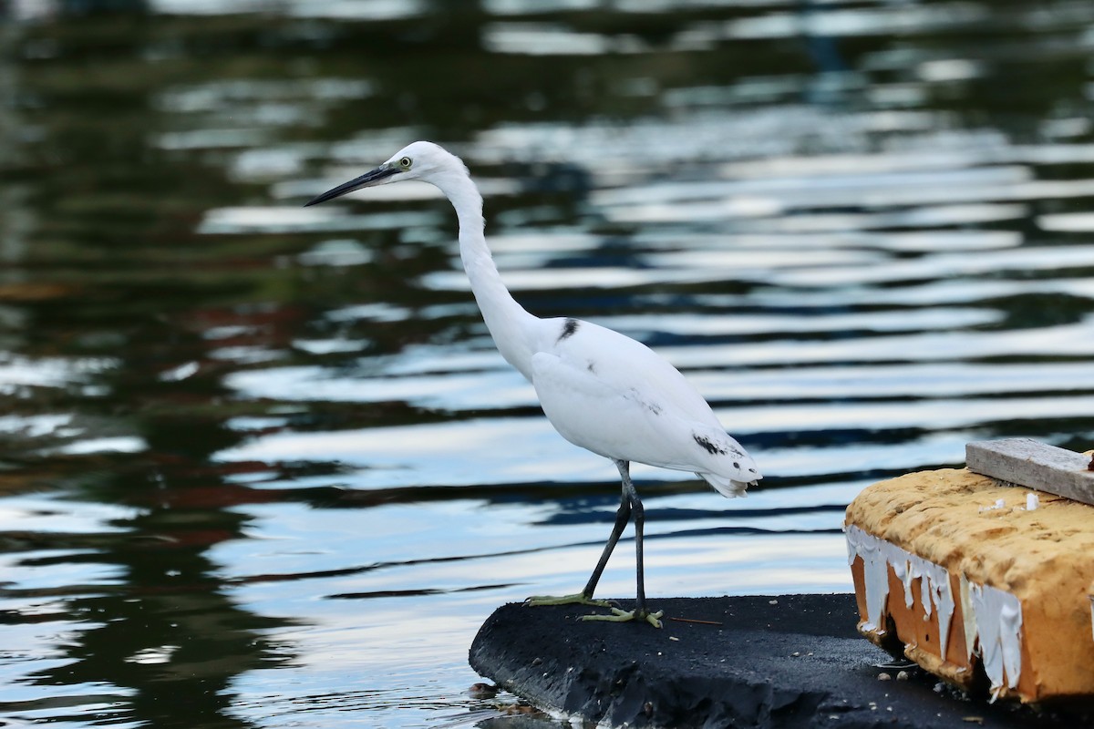 Little Egret - ML641960789