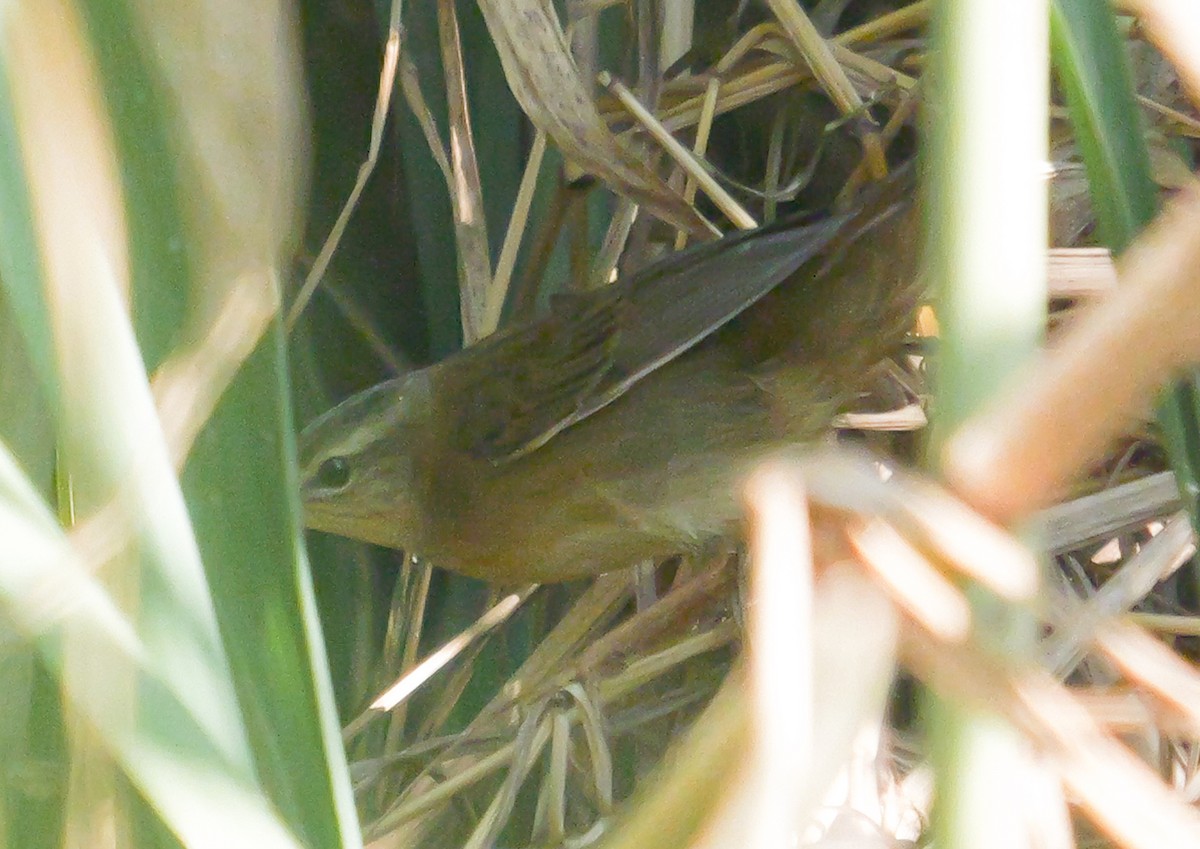 Middendorff's Grasshopper Warbler - ML641960819