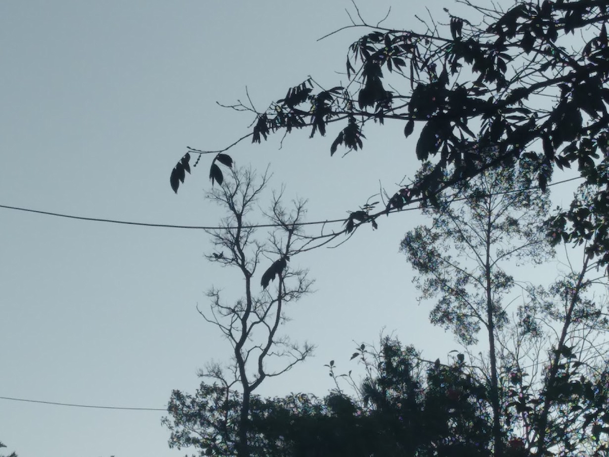 Aratinga Ojiblanca - ML641960821