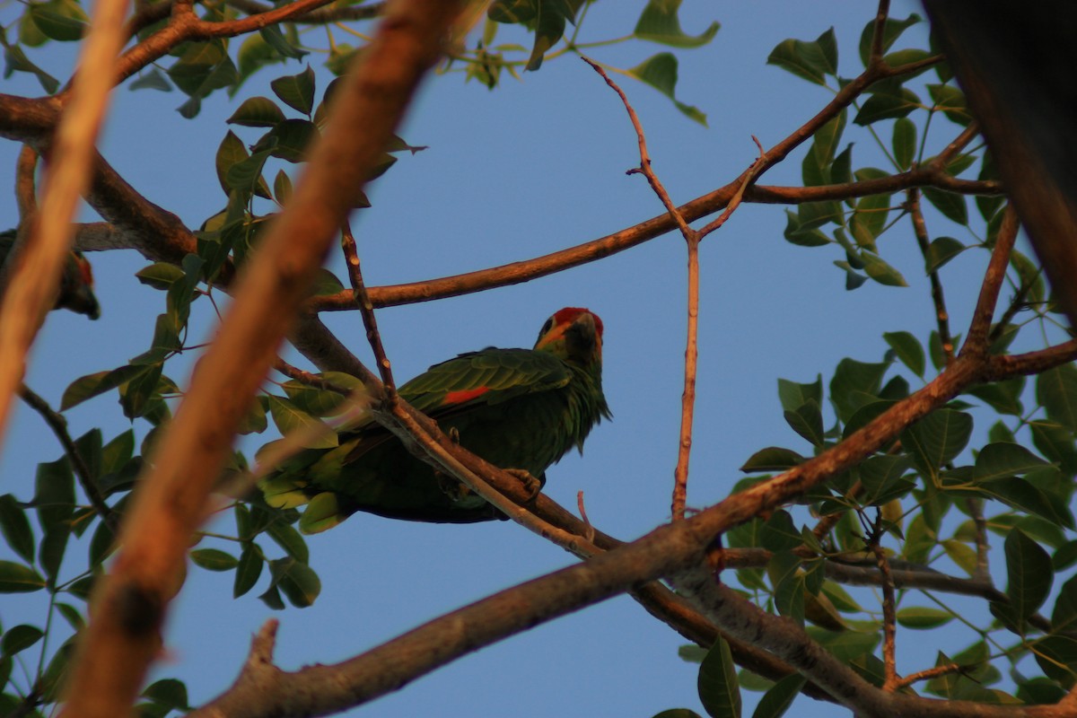 Red-lored Amazon - ML641960846
