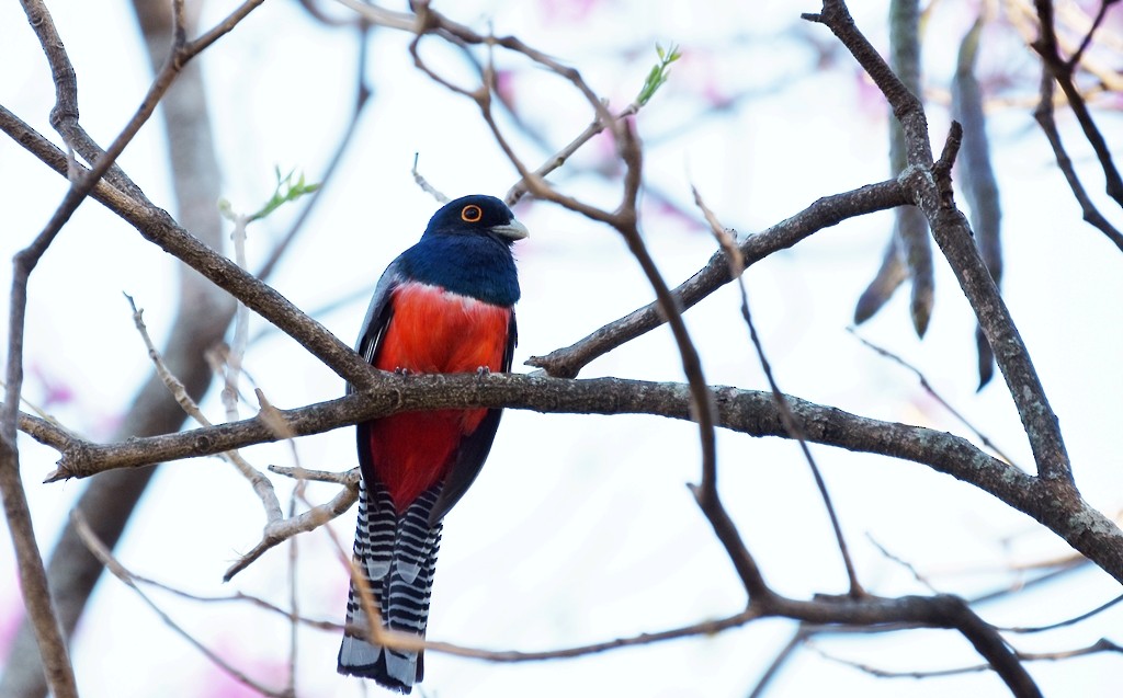 Blue-crowned Trogon - ML641960847
