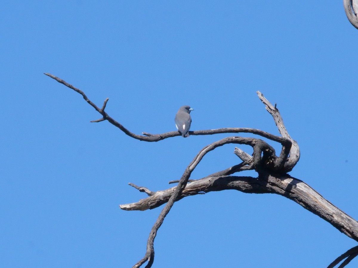 White-breasted Woodswallow - ML641960853