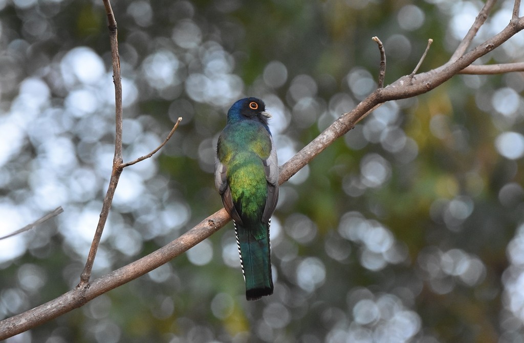 Blue-crowned Trogon - ML641960855