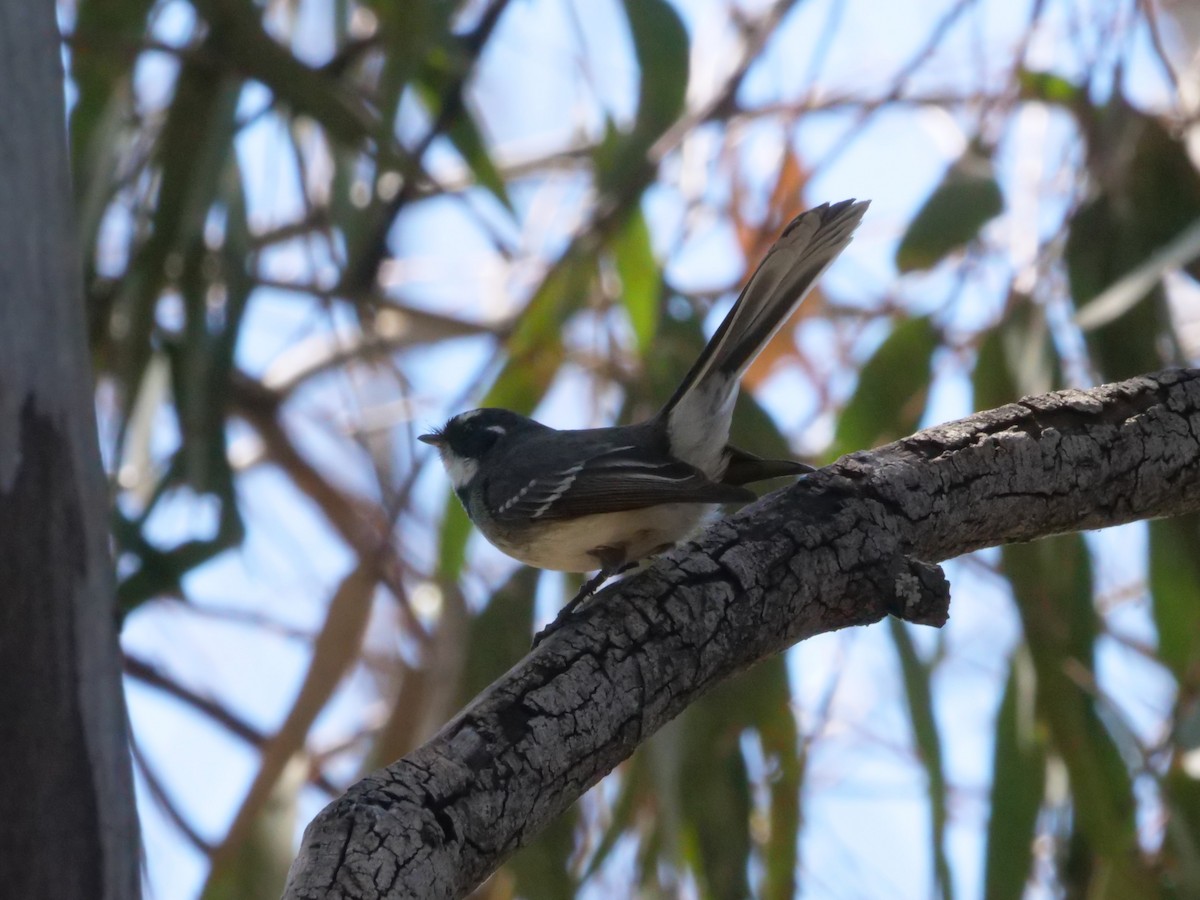 Gray Fantail - ML641960865