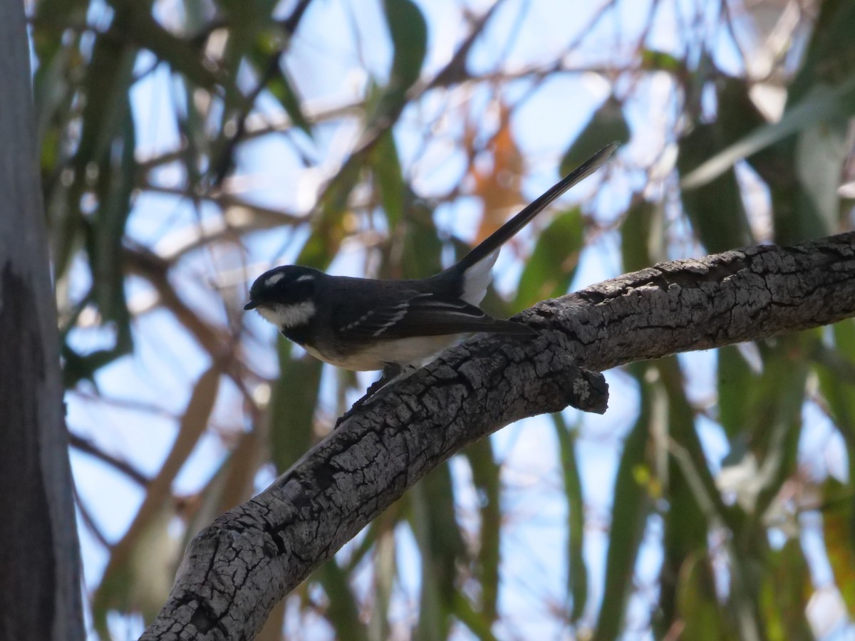 Gray Fantail - ML641960866