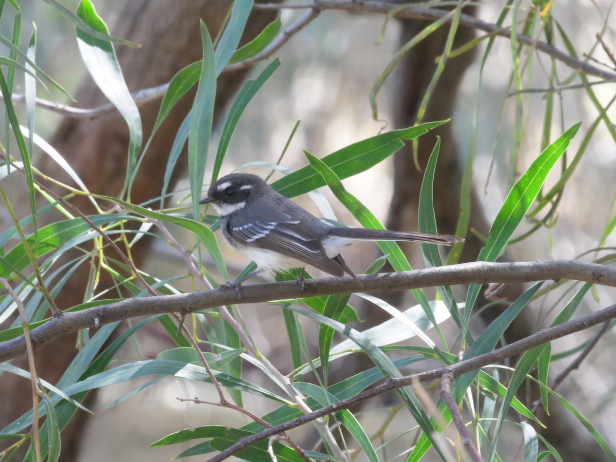 Gray Fantail - ML641960867
