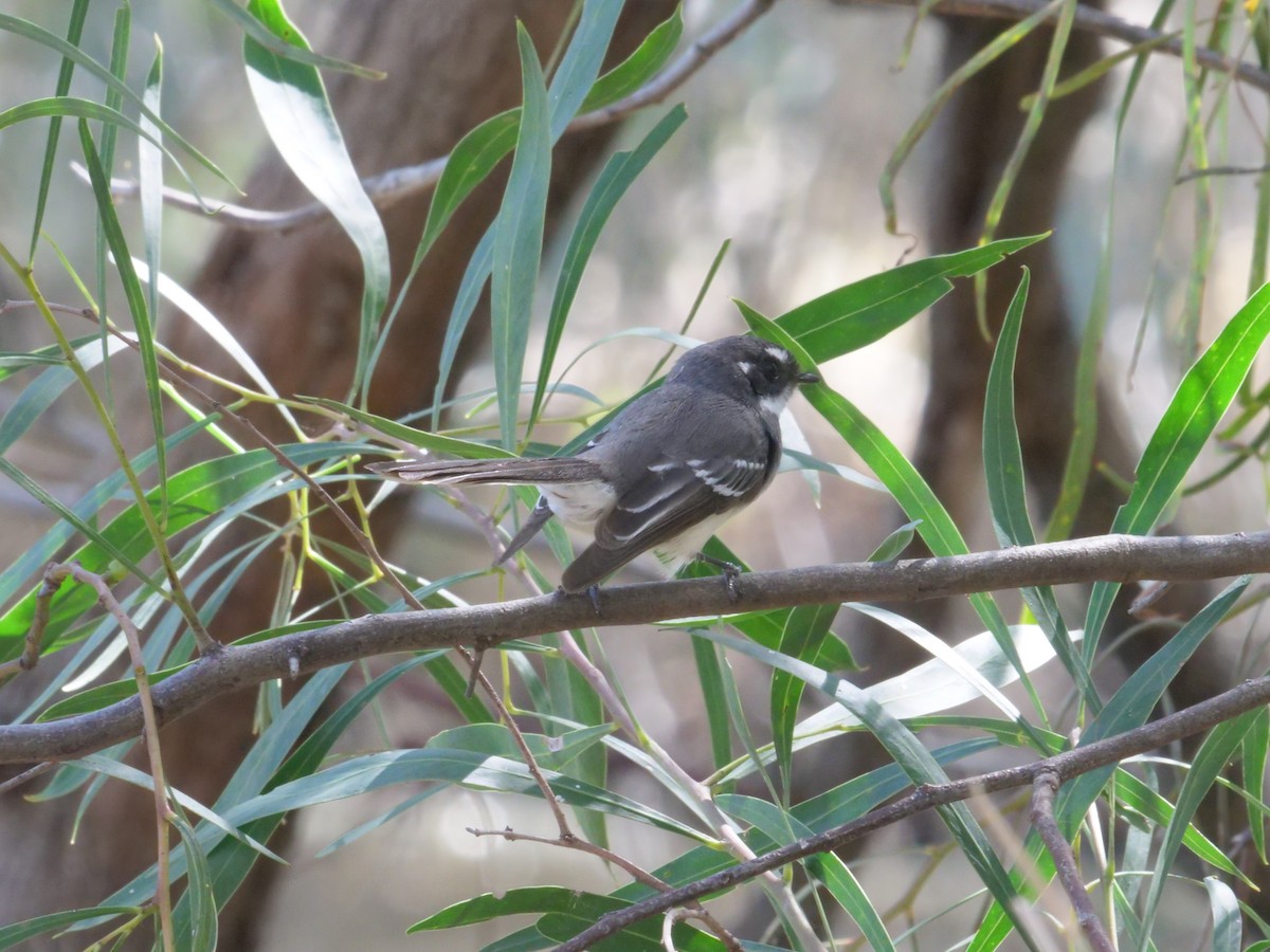 Gray Fantail - ML641960868