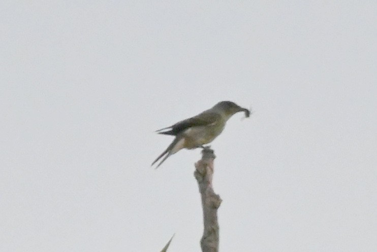 Olive-sided Flycatcher - ML641960869