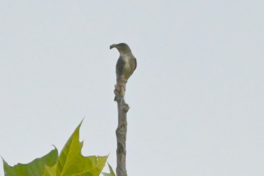 Olive-sided Flycatcher - ML641960870