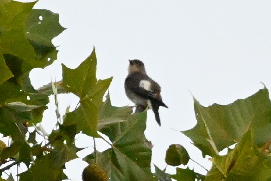 Olive-sided Flycatcher - ML641960871