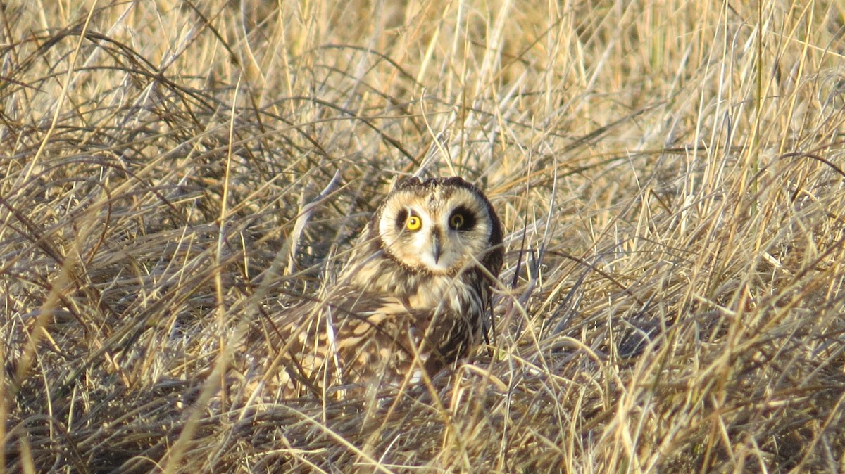 Short-eared Owl - ML641960872