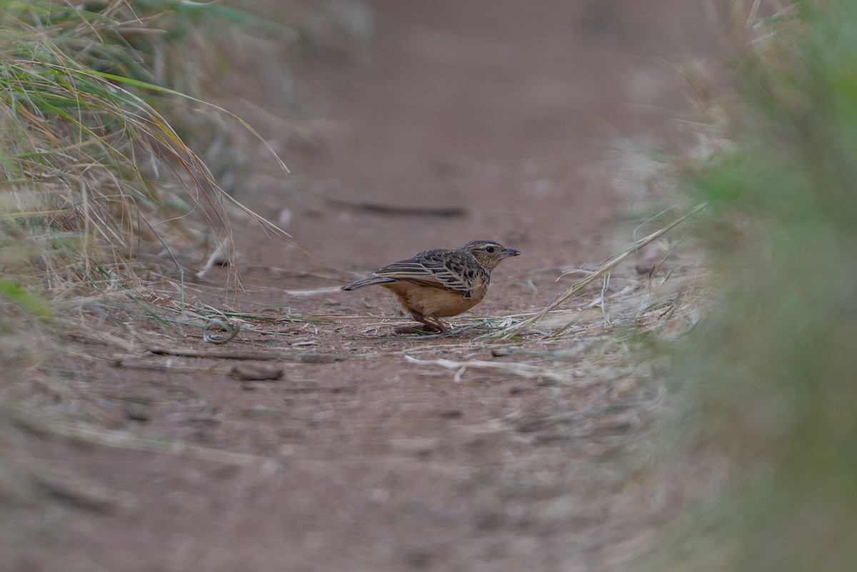 Rufous-naped Lark - ML641960877