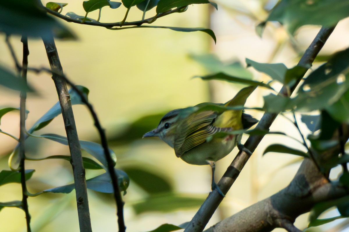 Rotaugenvireo - ML641960901