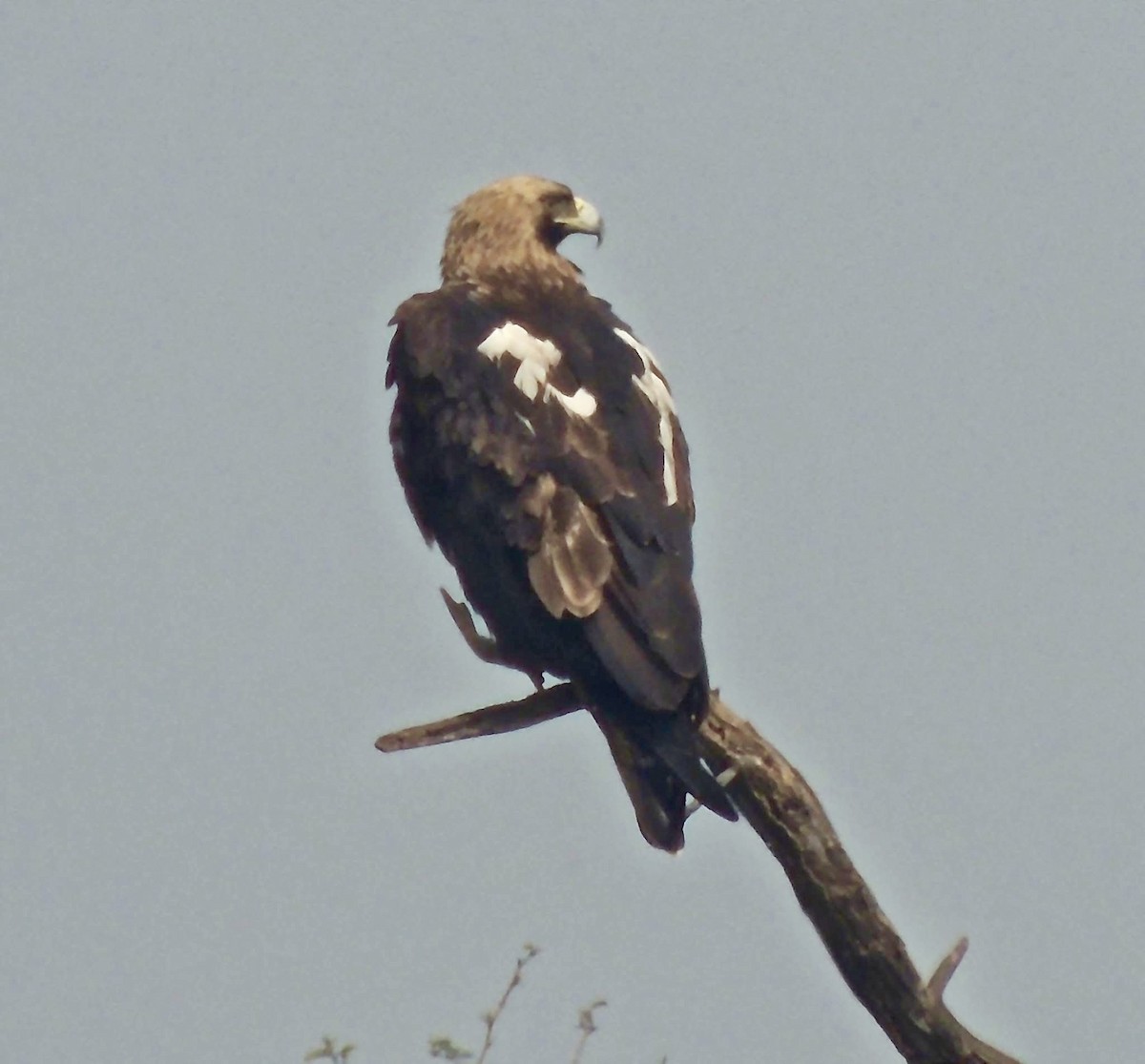 Imperial Eagle - ML641960913