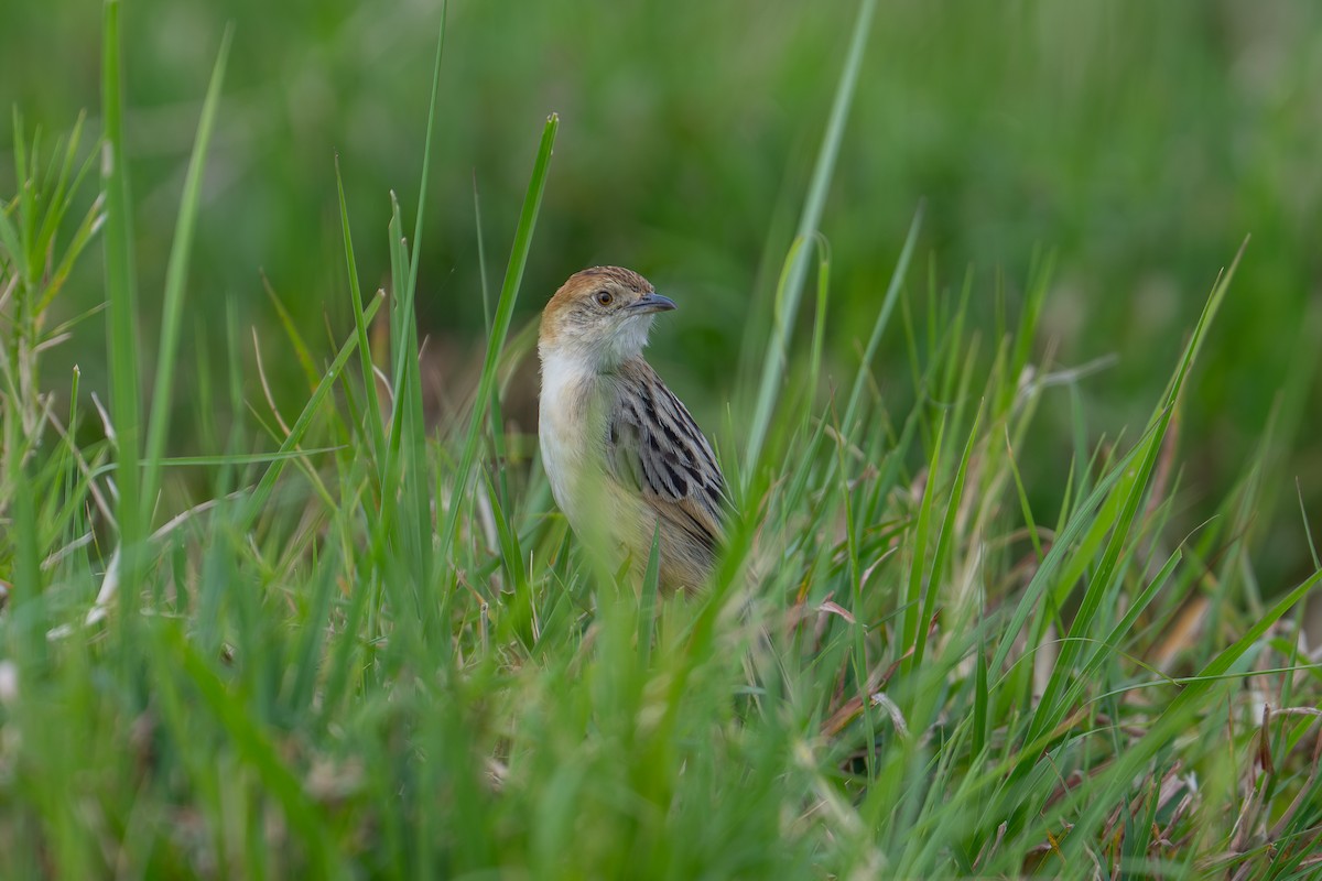 Rattling Cisticola - ML641960922