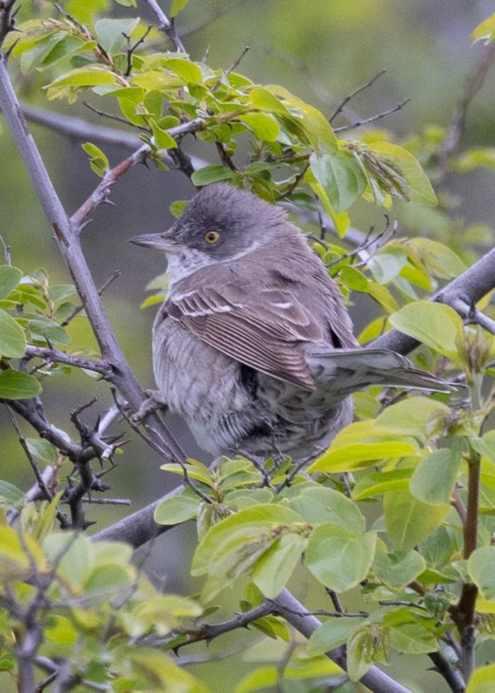 Харсуун зэржгэнэ - ML641960926