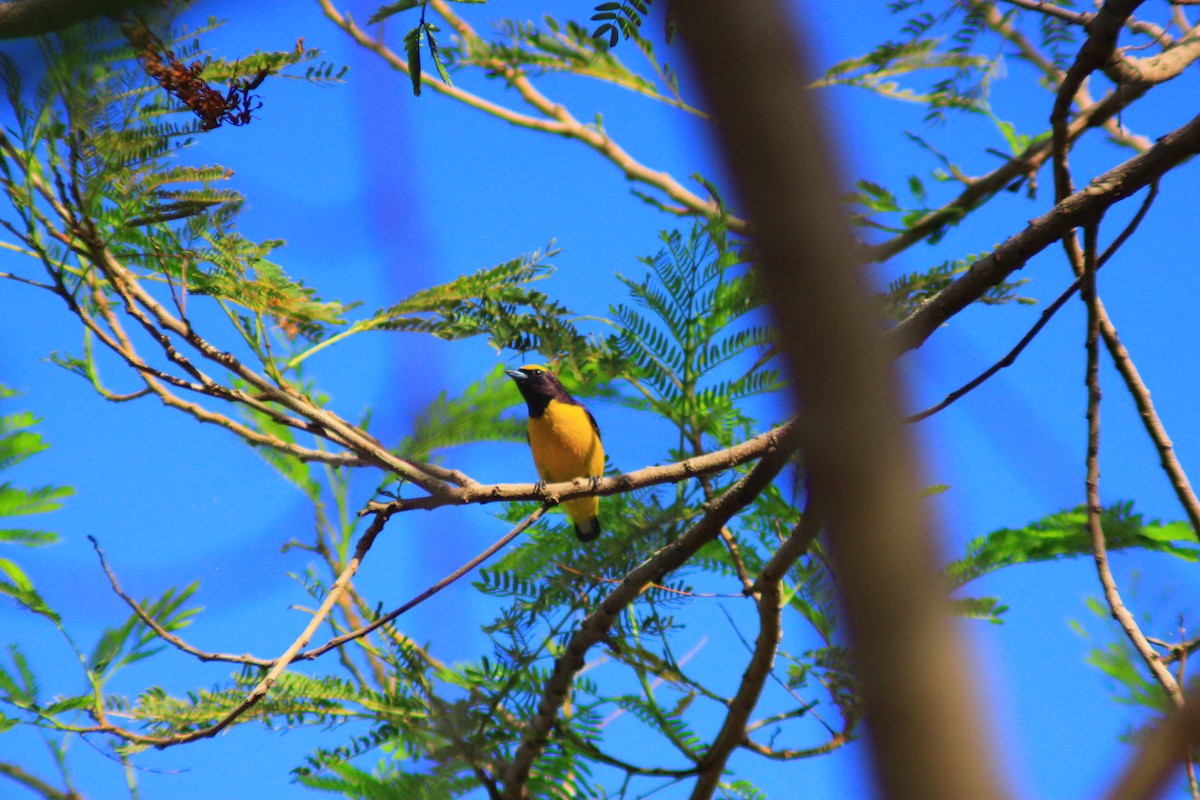 Scrub Euphonia - ML641960943