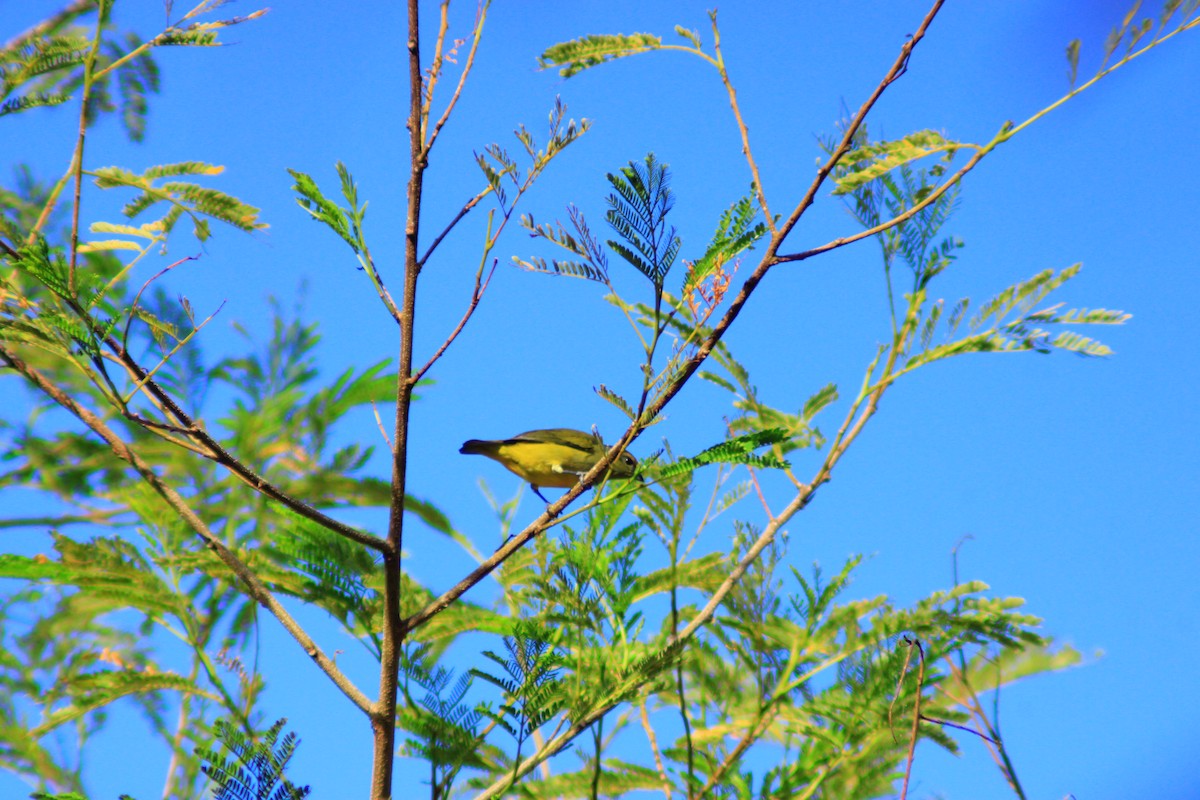Scrub Euphonia - ML641960944