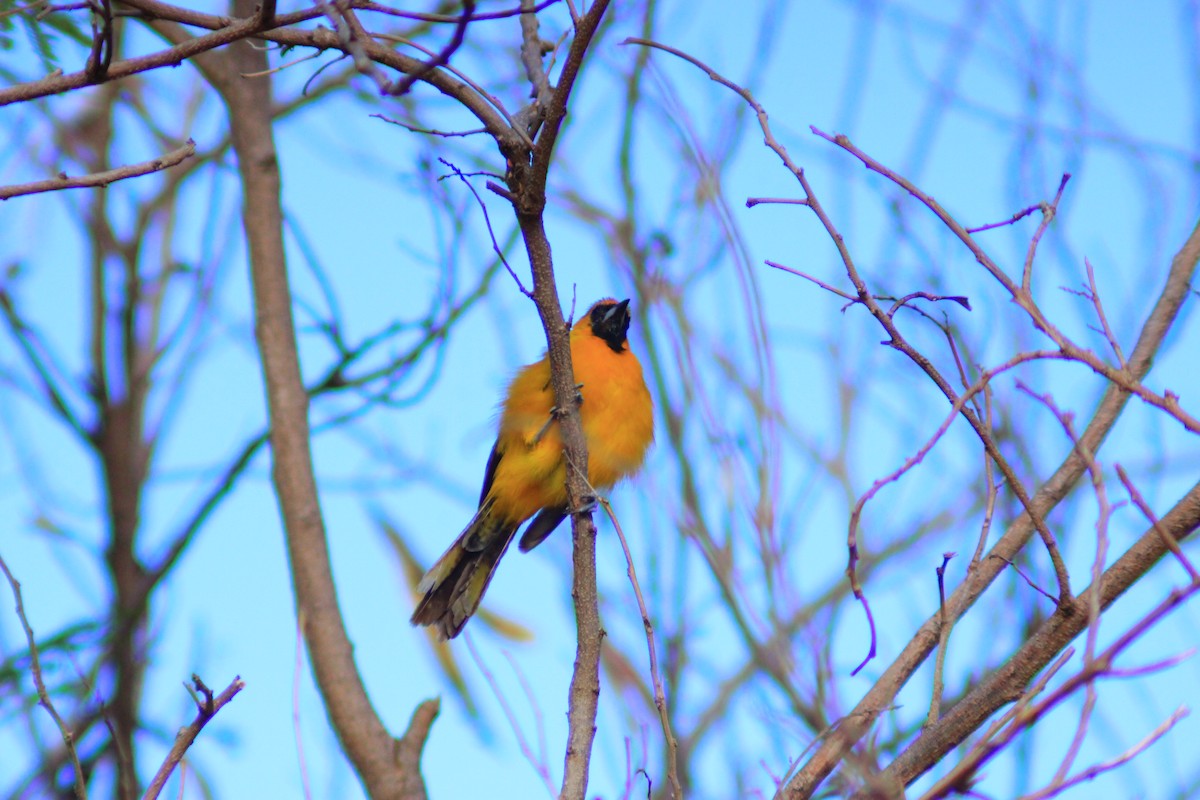 Orange Oriole - ML641960955