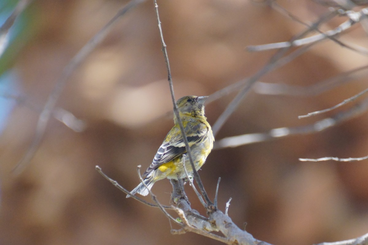 Hooded Siskin - ML641960956