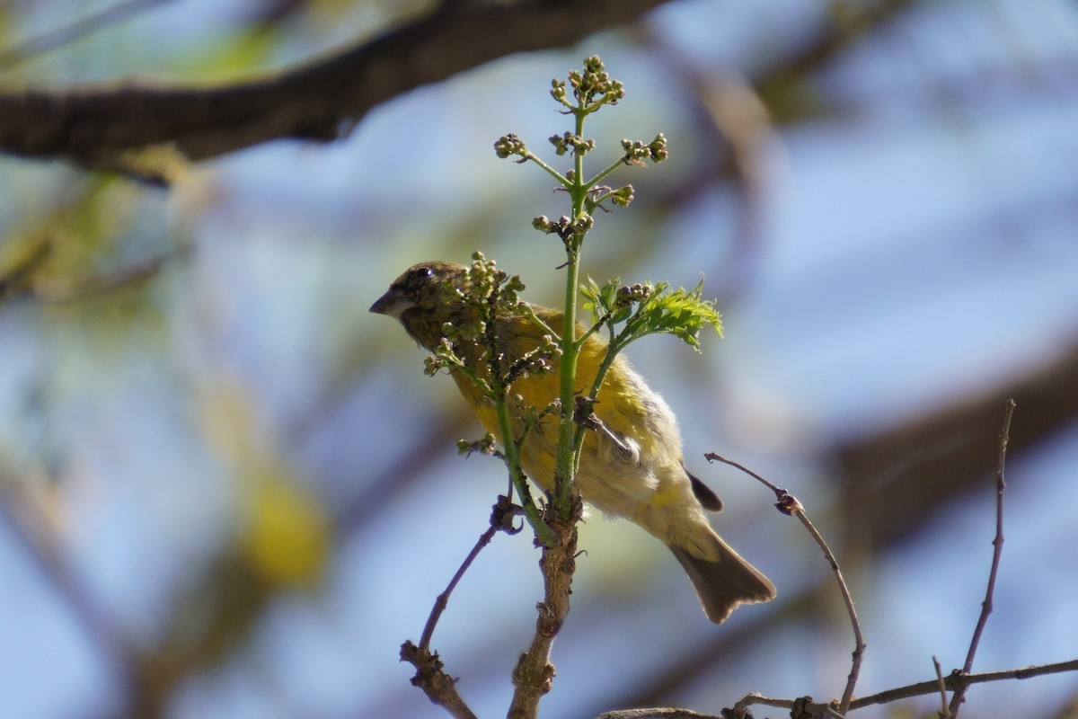 Hooded Siskin - ML641960957