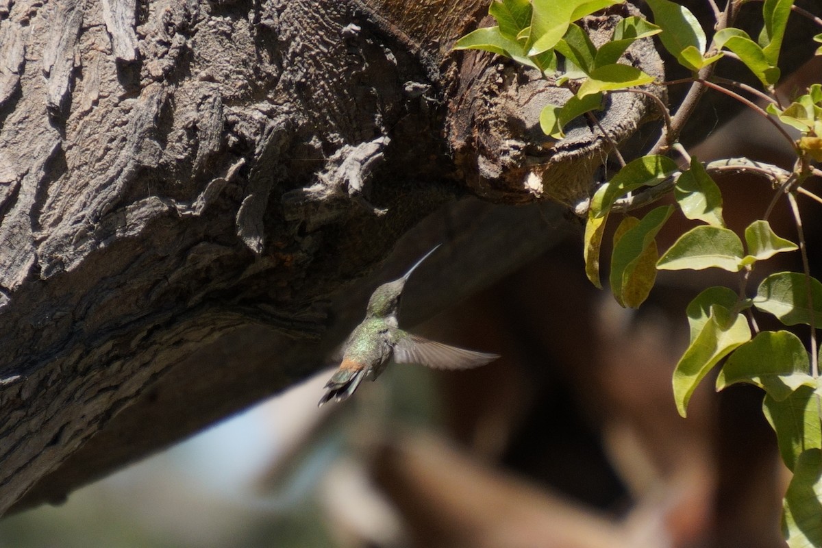 Oasis Hummingbird - ML641960958