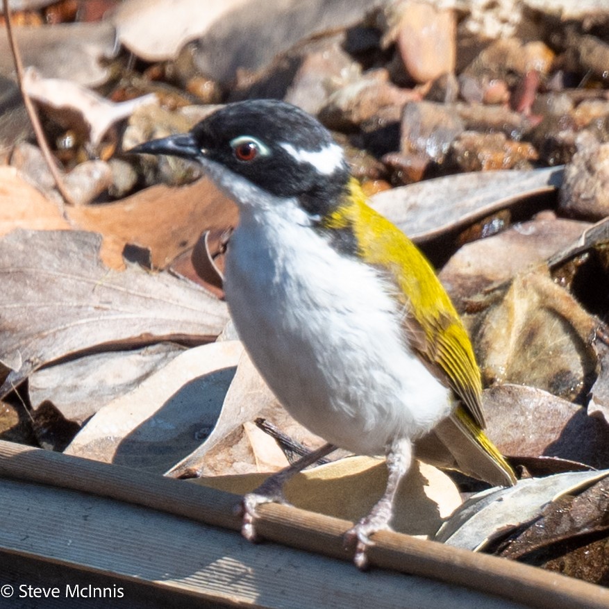 White-throated Honeyeater - ML641960960
