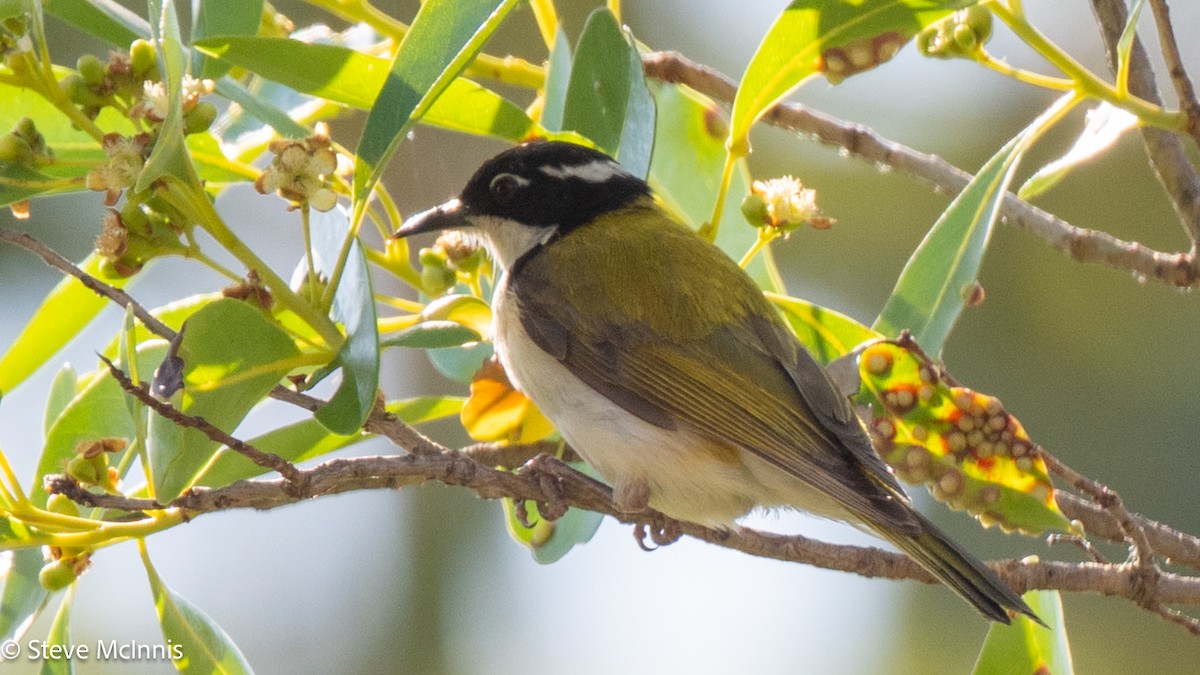 White-throated Honeyeater - ML641960961