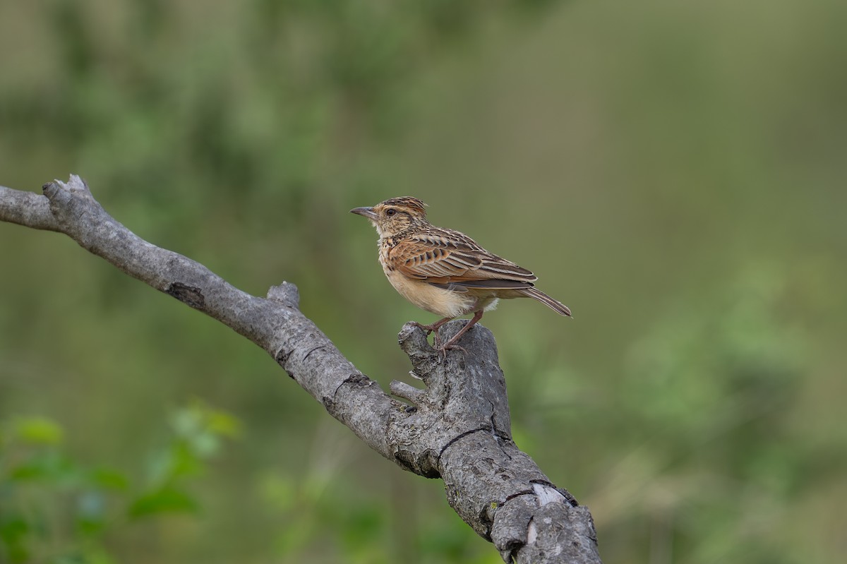 Rufous-naped Lark - ML641960964