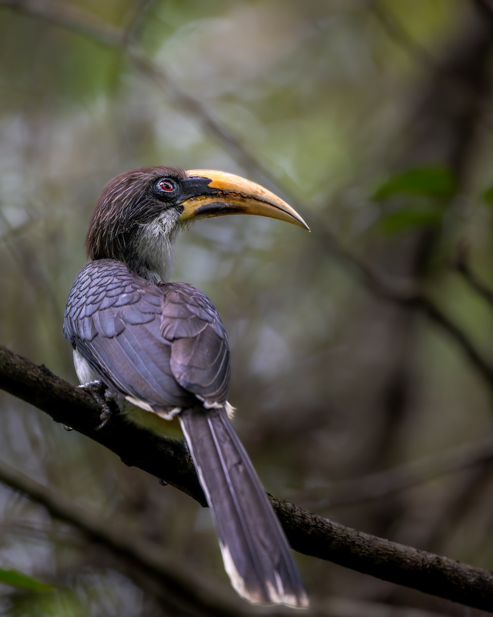 Sri Lanka Gray Hornbill - ML641960970