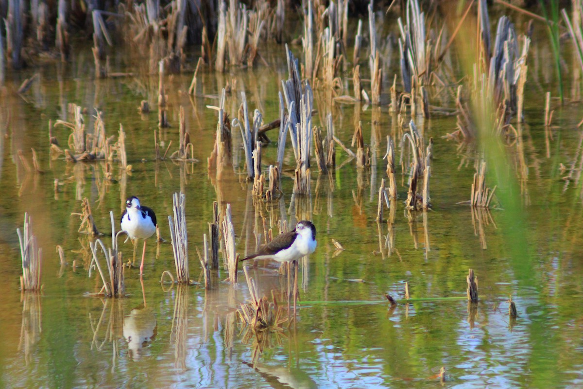 Black-necked Stilt - ML641960993