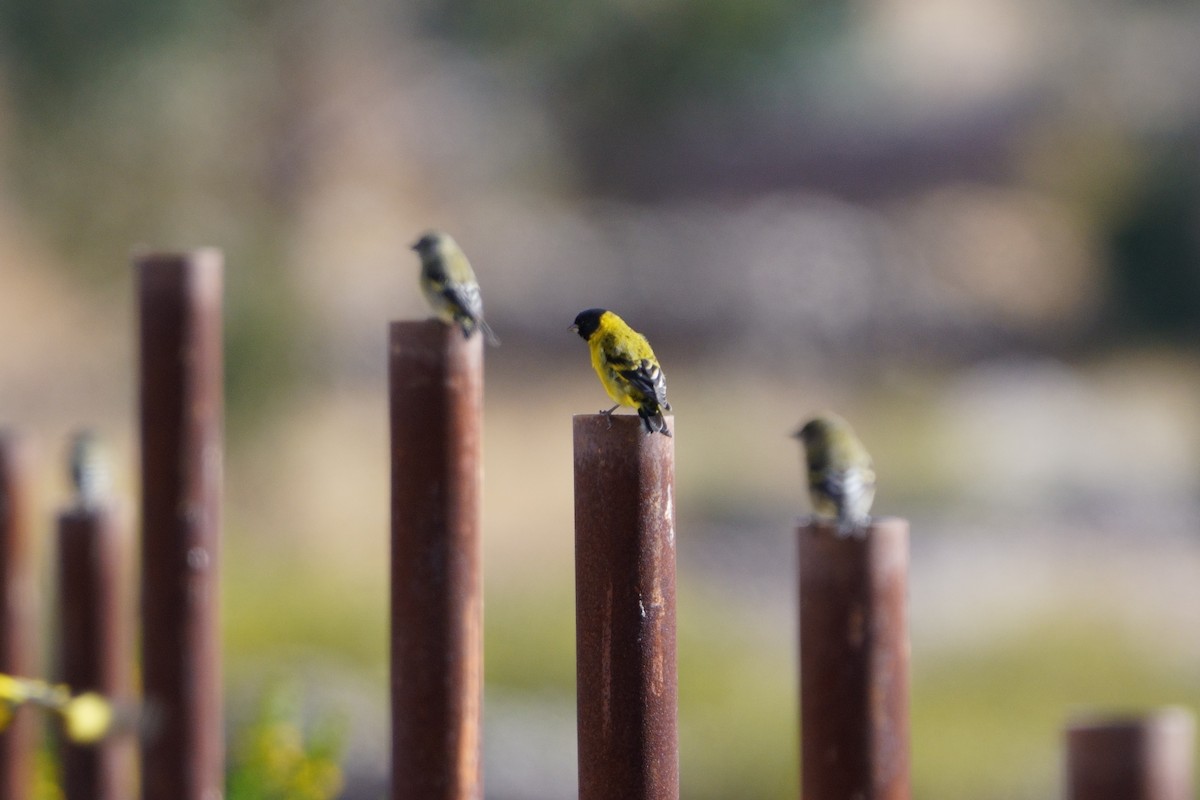 Hooded Siskin - ML641961036