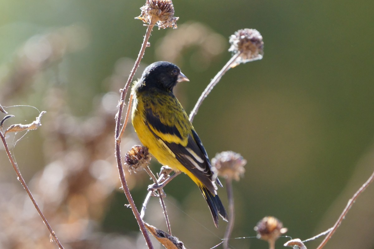 Hooded Siskin - ML641961037