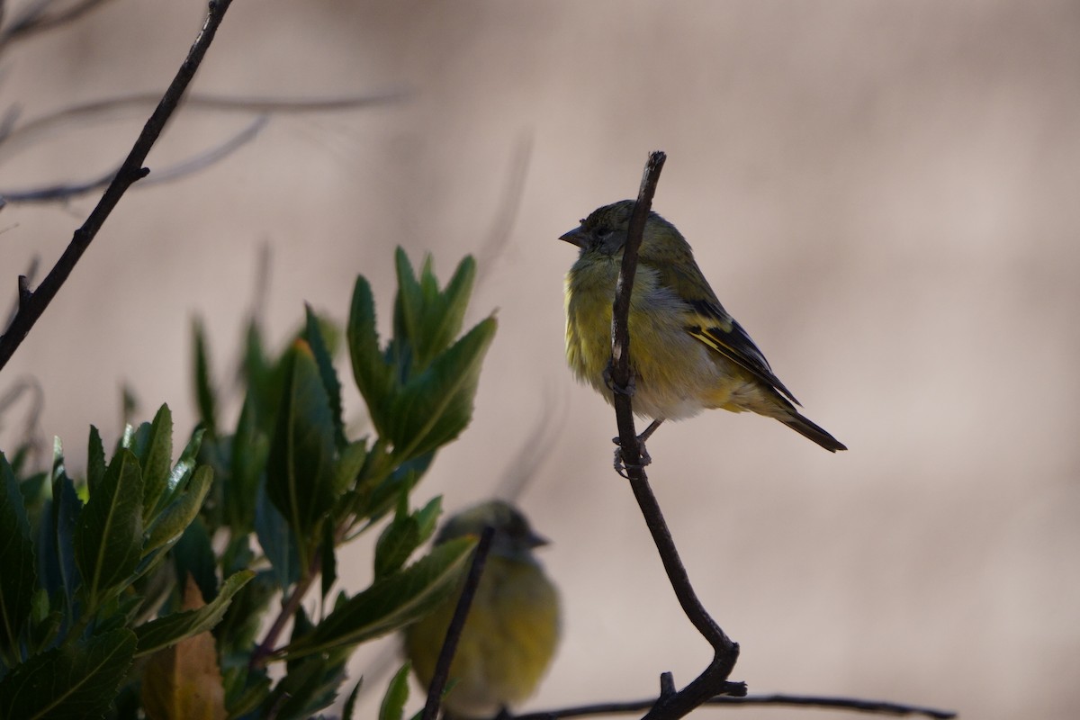 Hooded Siskin - ML641961038