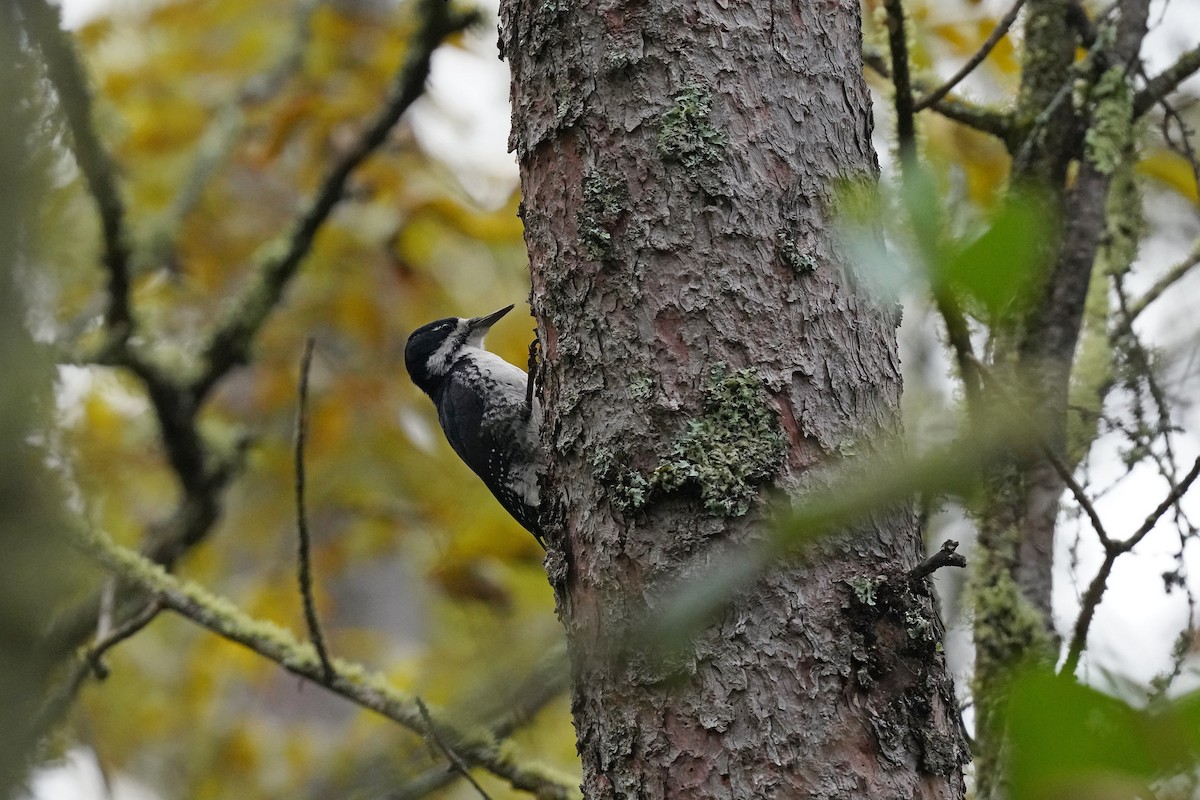 Black-backed Woodpecker - ML641961046