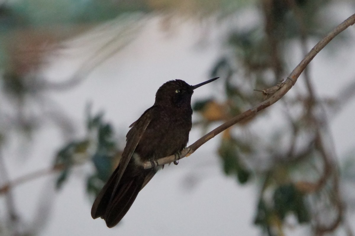 Black Metaltail - ML641961063