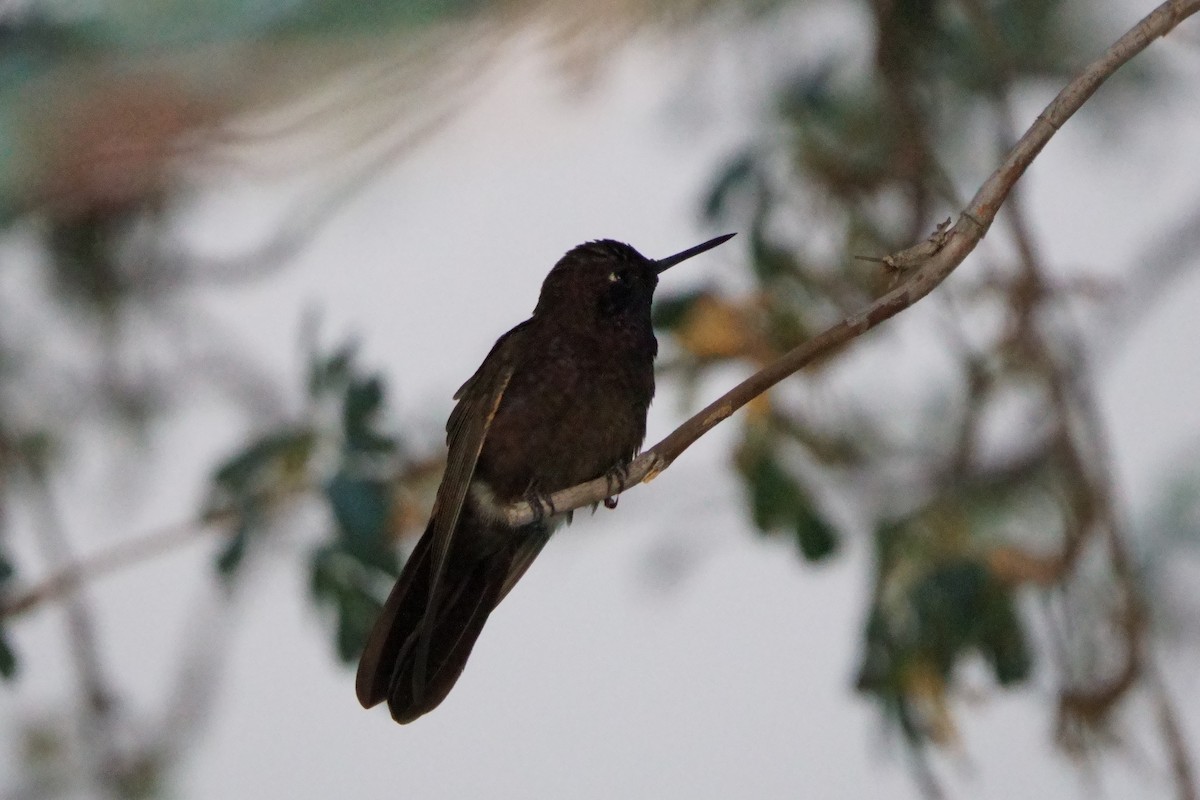 Black Metaltail - ML641961064