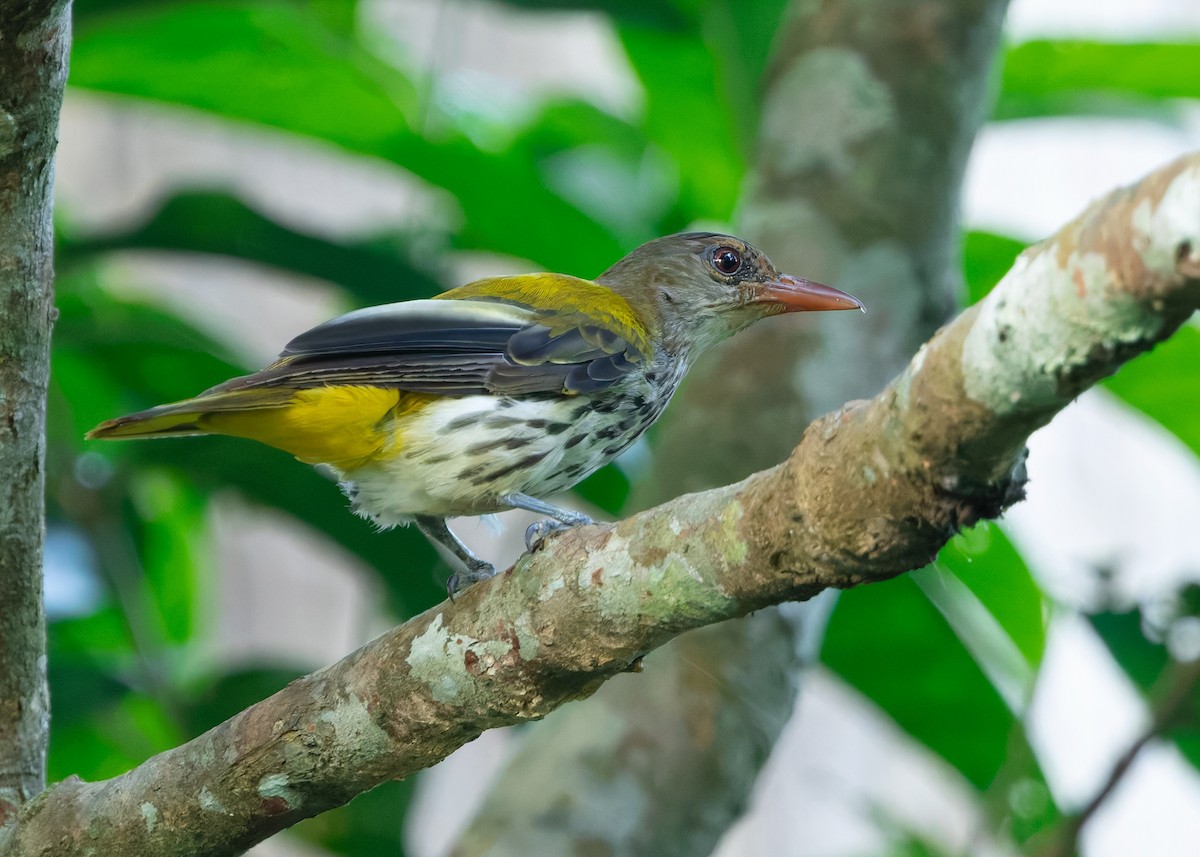 Ventriloquial Oriole - ML641961090