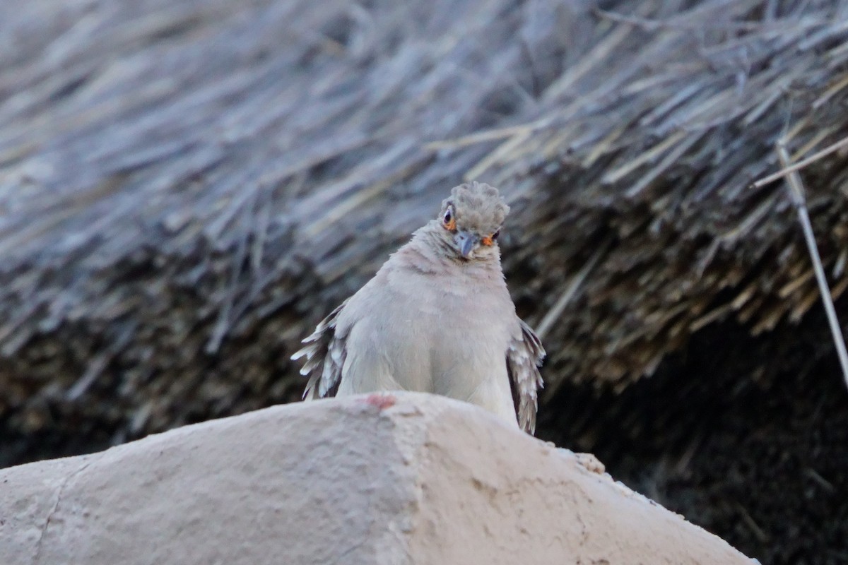 Bare-faced Ground Dove - ML641961092