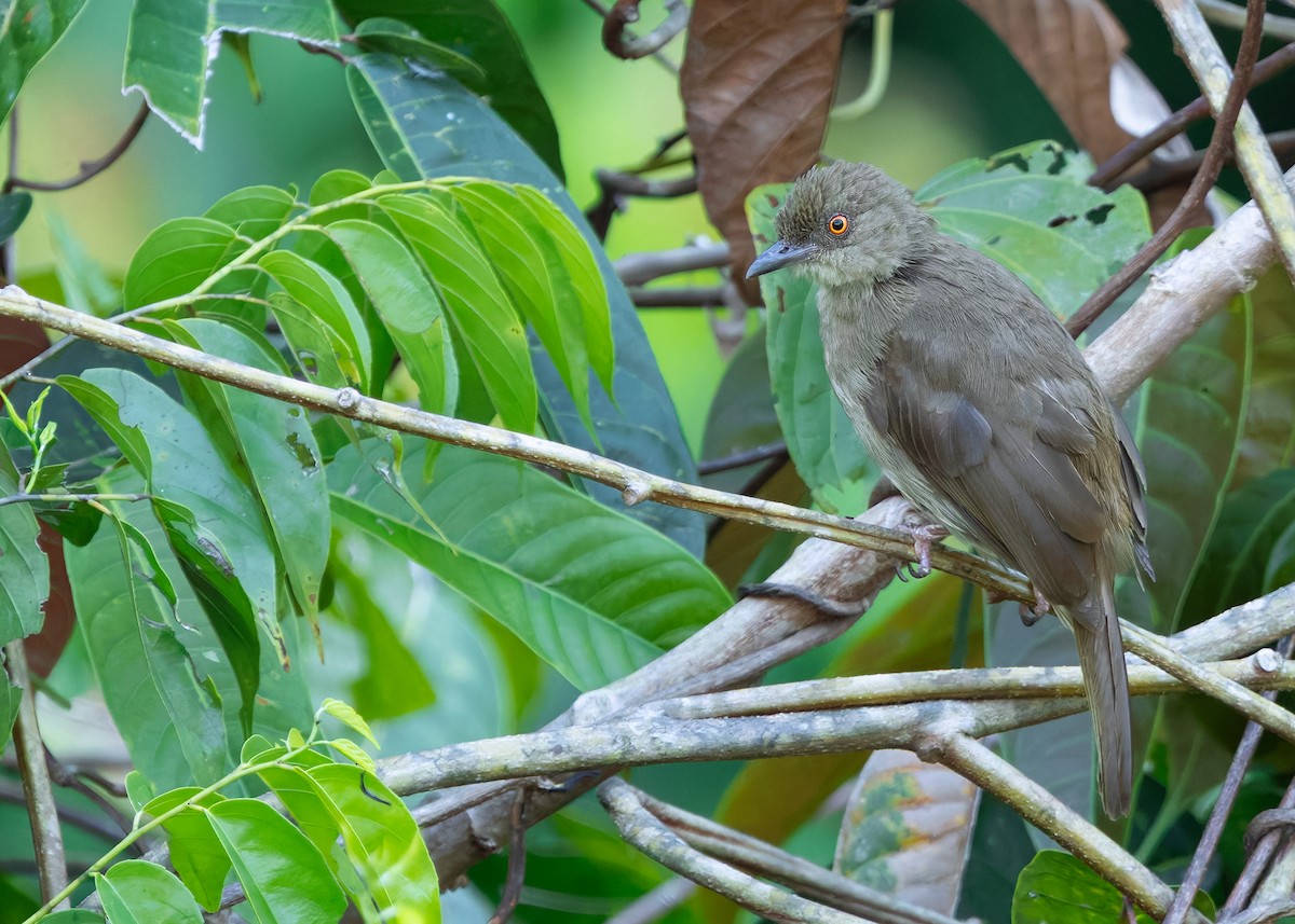 Red-eyed Bulbul - ML641961095