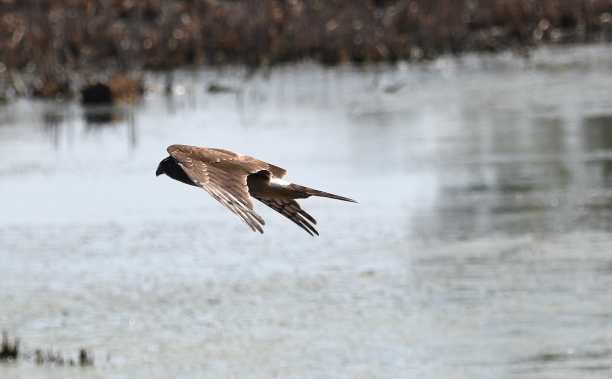 Northern Harrier - ML641961097