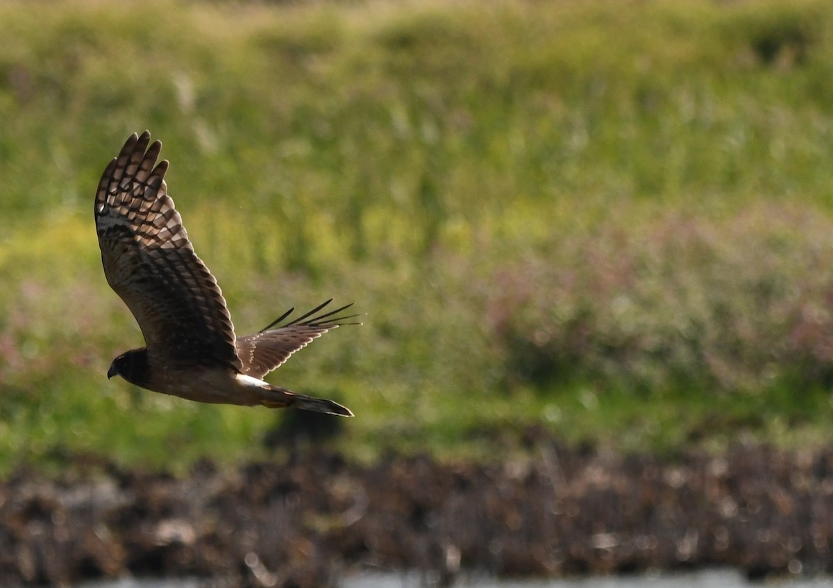 Northern Harrier - ML641961098