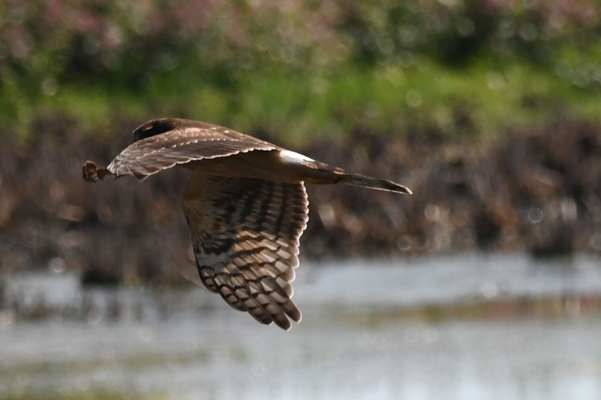 Northern Harrier - ML641961099
