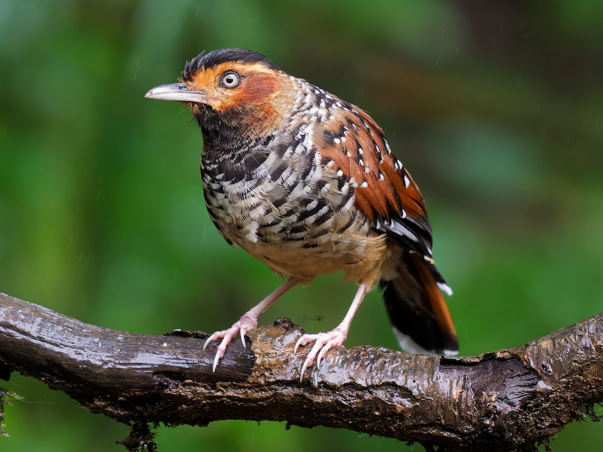 Spotted Laughingthrush - ML641961128